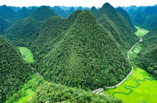 Maolan Karst Forest with trees on conical-shaped hills.