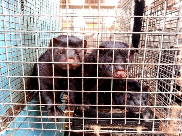 There is a major movement to ban the fur trade around the world.
