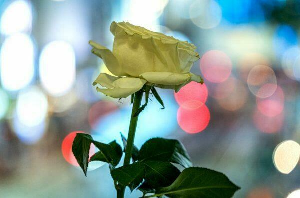 A white rose placed by mourners at Causeway Bay, Hong Kong.