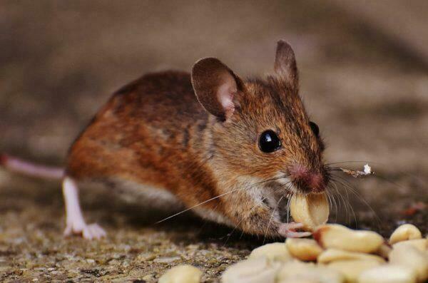 A mouse eating grain.