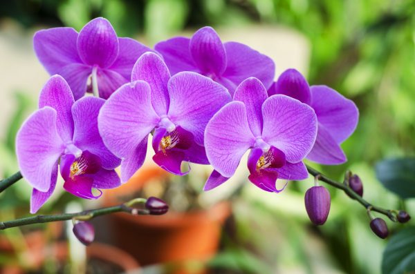 orchid