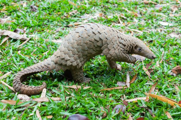 Primarily nocturnal animals, pangolins are easily recognized by their full armor of scales.