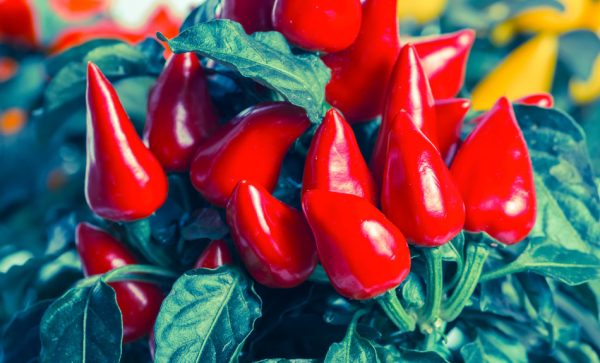 Beautiful red hot chili peppers growing in a pot.