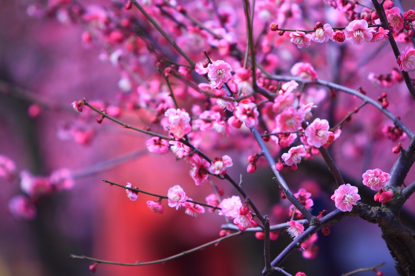 10 of the Most Famous Chinese Flowers Nspirement