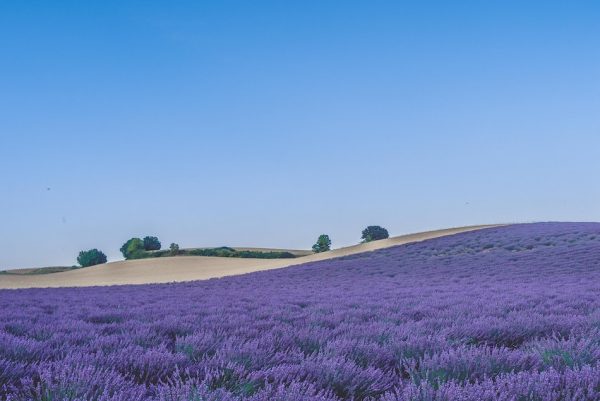lavender field provence france
