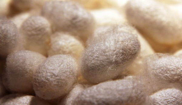 Silk weaving – Cocoons of Mulberry silkworms Bombyx mori.