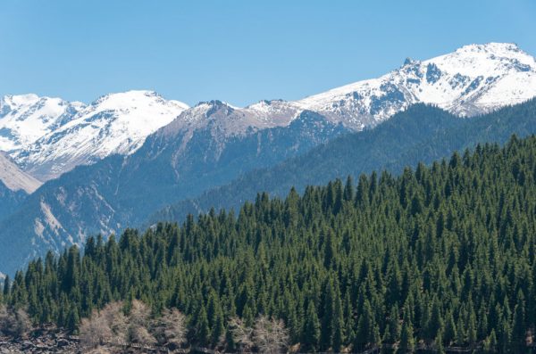 Tianshan Mountain in Xinjiang, China, with snow on the peaks in the background and spruce trees comprising the Xueling Spruce forest, one of the most scenic forests in China.
