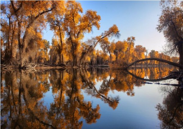 Poplar forest in Xinjiang, China.