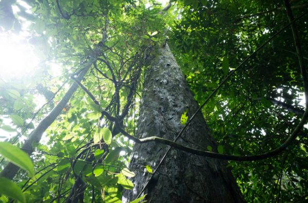 Xishuangbanna tropical rainforest in Yunnan, China.
