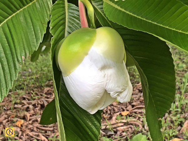 The ivory pendant flowers of the elephant apple bloom intermittently across the summer on branch tips.