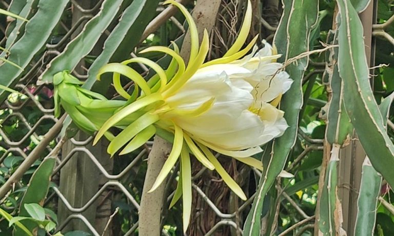 A dragon fruit flower in northern Taiwan’s Taipei City.