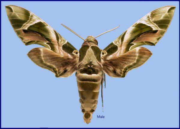 Oleander_hawkmoth