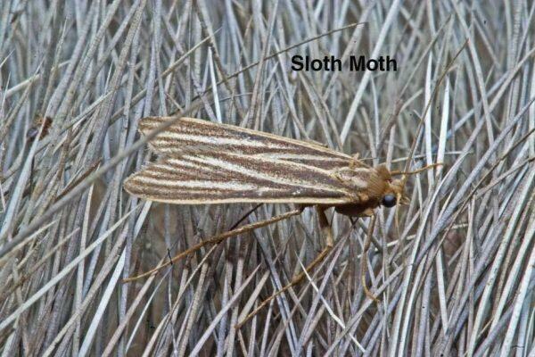Sloth_moth