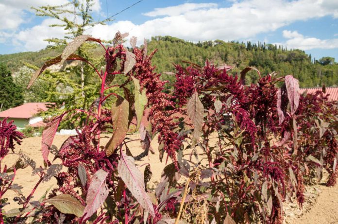 A row of amaranth growing in a plot of land.