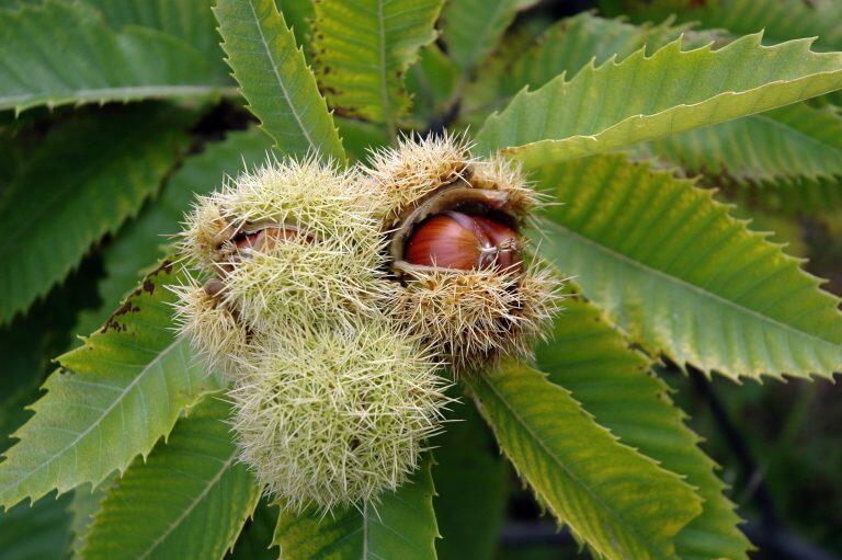 Chestnuts opening on a chestnut tree.