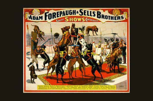 Old advertising poster for the Adam Forepaugh and Sells Brothers circus performance featuring a group of Great Danes performing tricks.