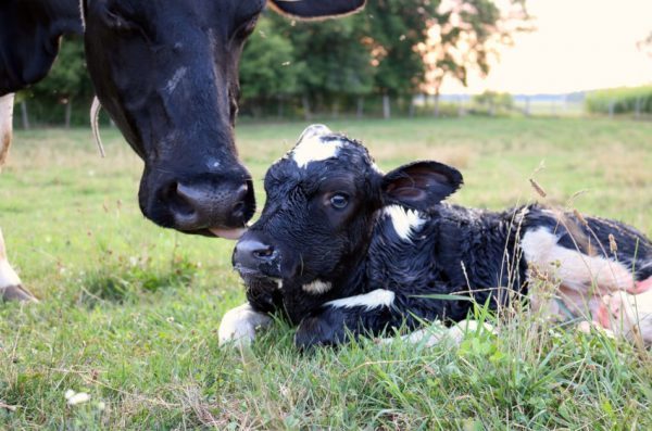 Closeup of the head of a Holstein cow tenderly cleaning her brand new calf only minutes old laying in the grass.