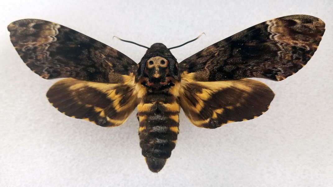 death's_head_hawkmoth