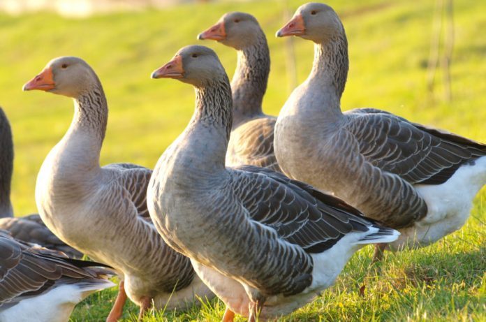 A Chinese official during the Ming Dynasty had to make a wise decision regarding a goose.
