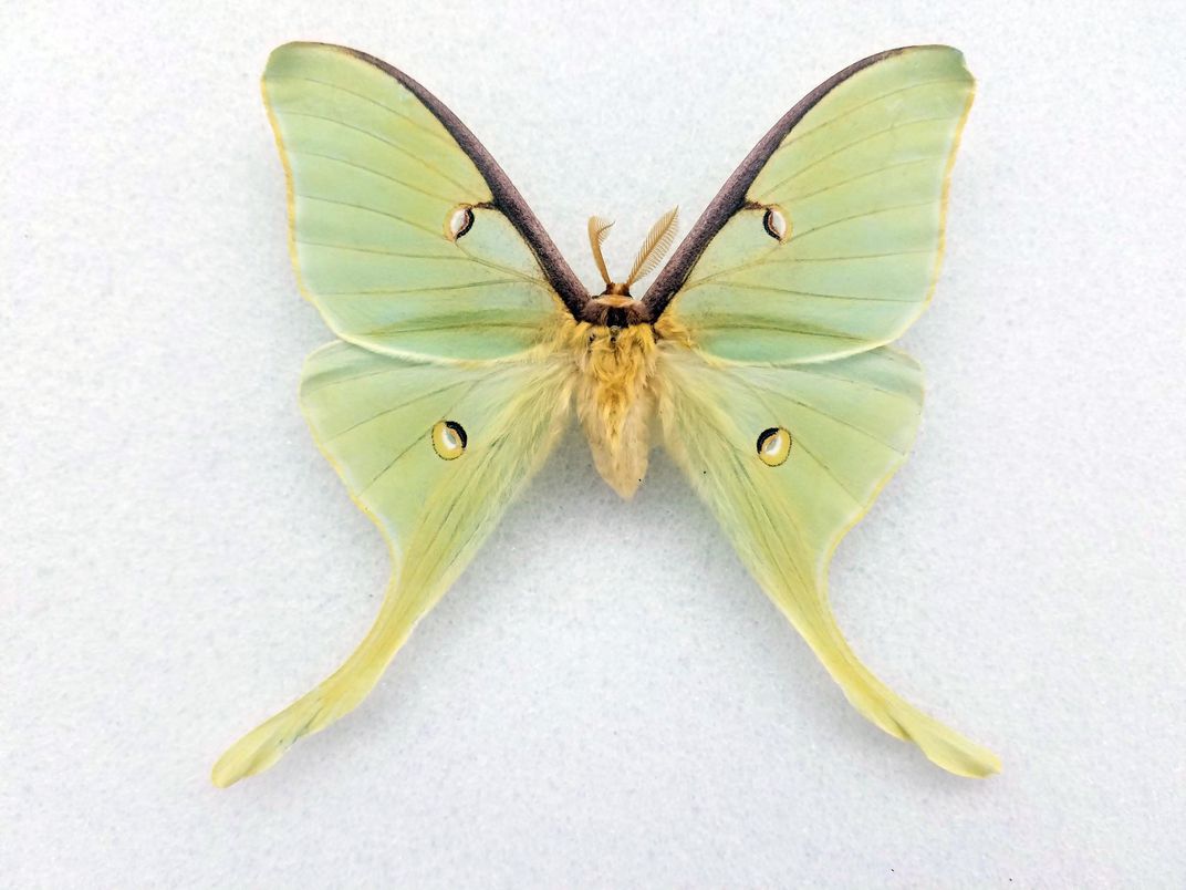 luna_moth