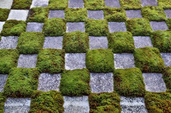 Using stepping stones when growing a moss garden to reduce footfall.