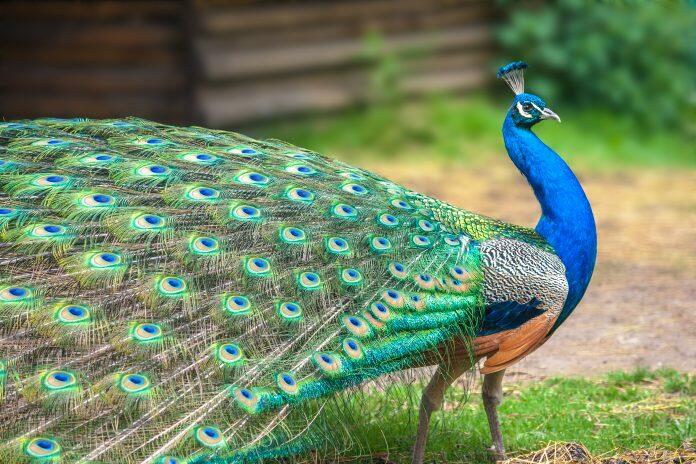 Peacocks prefer dwelling on the ground.