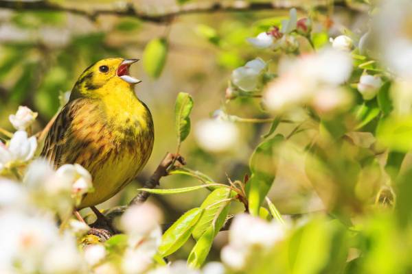 song_bird