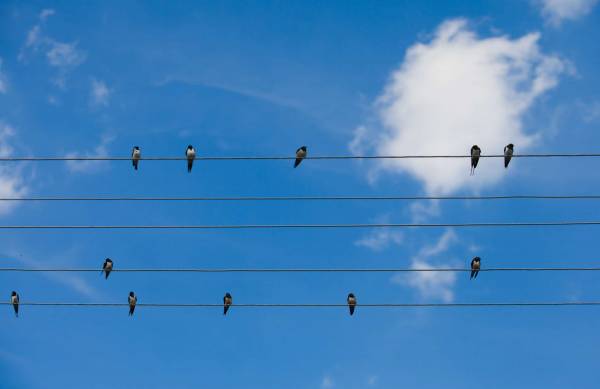 Songbirds stay in sync through a form of telepathy.