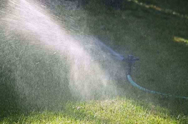 Hose and sprinkler being used to water the backyard.