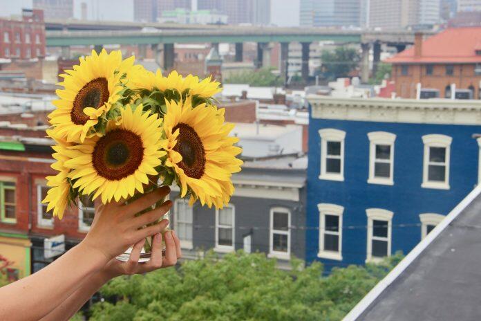 sunflowers
