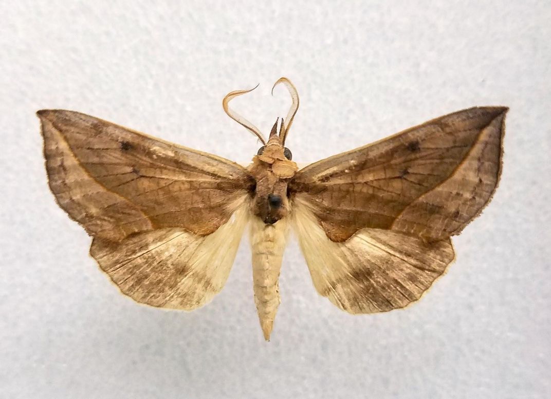 Vampire moths are named for their ability to suck the blood of mammals.