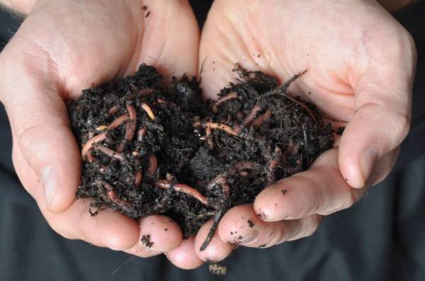 A man holding a group of earthworms in both hands.