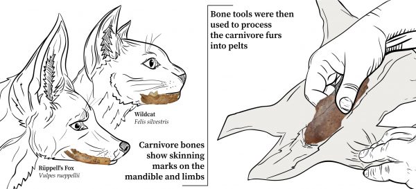 Carnivores were skinned for fur and bone tools were then used to prepare the furs into pelts.