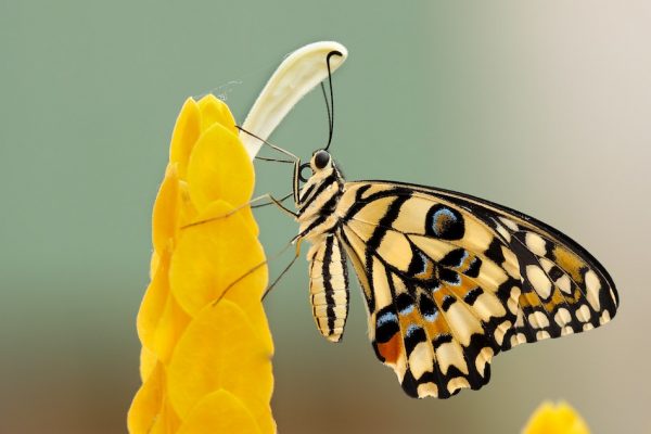 butterfly on yellow flower