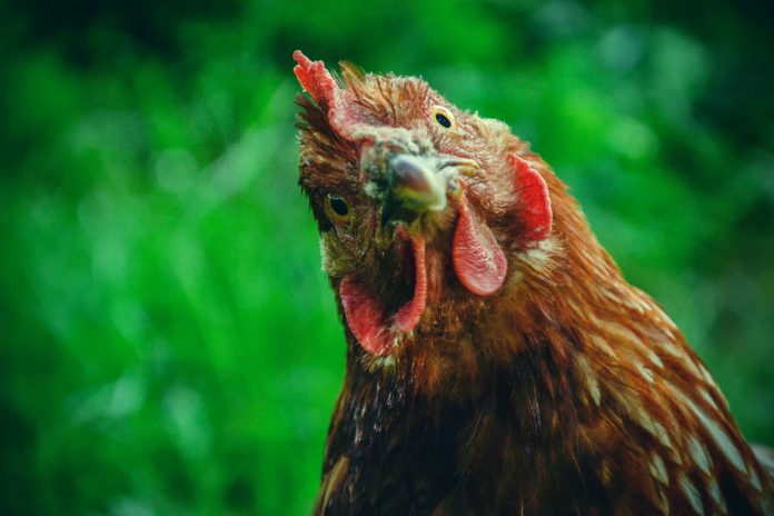 chicken