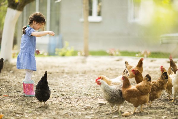 Keeping chickens will give children a sense of responsibility as they help out with feeding the chickens and collecting the eggs.
