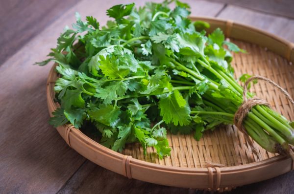 Fresh cilantro sitting on a wicker basket.