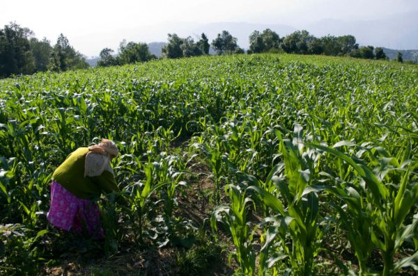 A village woman farmer of Kangra district is working at agricultural field full with newly produced Maize crops in mountain step farming land of at Himachal Pradesh, India.