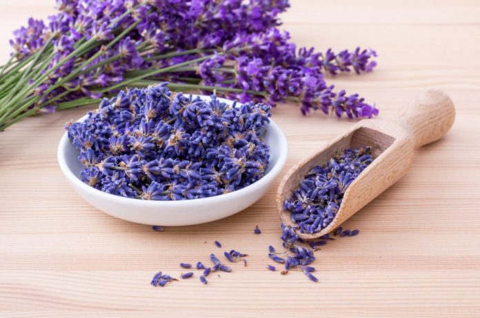 A bunch of fresh-cut lavender sits next to a dish filled with lavender flowers on a wooden surface.