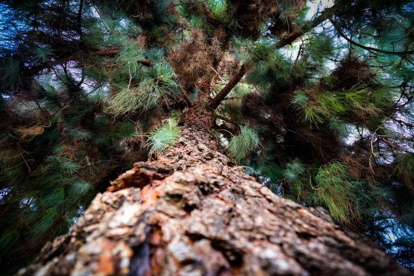 The soul of an ancient pine tree appeared in Xu Wei's dream.
