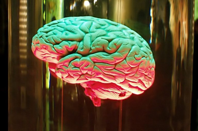 An illuminated model of the human brain in a glass display tube.
