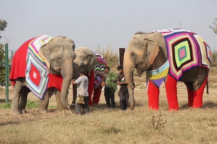 Many of the rescue elephants suffer from arthritis, thus, the need for sweaters for these elephants is not just to put on a colorful display.