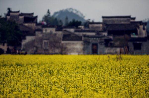 Chinese old town houses home with yellow flowers in Spring, in Anhui, Huangshan, China.