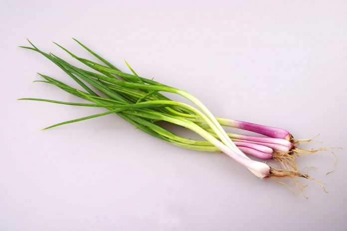 shallot