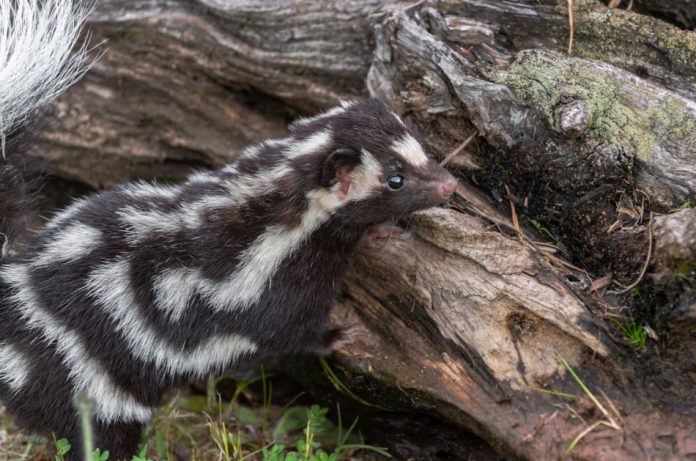 A spotted skunk sits beside a log.