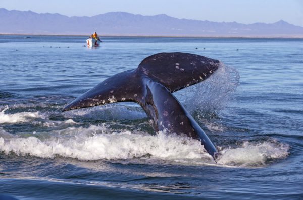 Whale watching in Ojo De Liebre Lagoon, Baja California Norte, Mexico