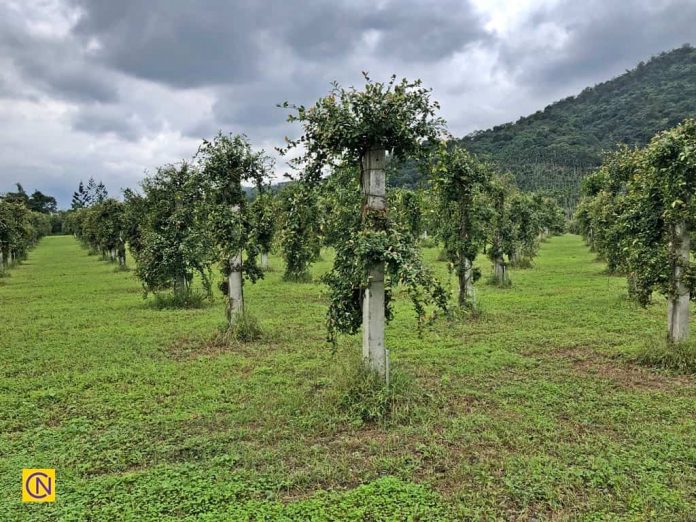 Fengsheng Aiyu Farm is the largest Aiyu farm in Taiwan.