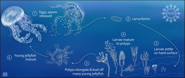 Lifecycle of an immortal jellyfish.