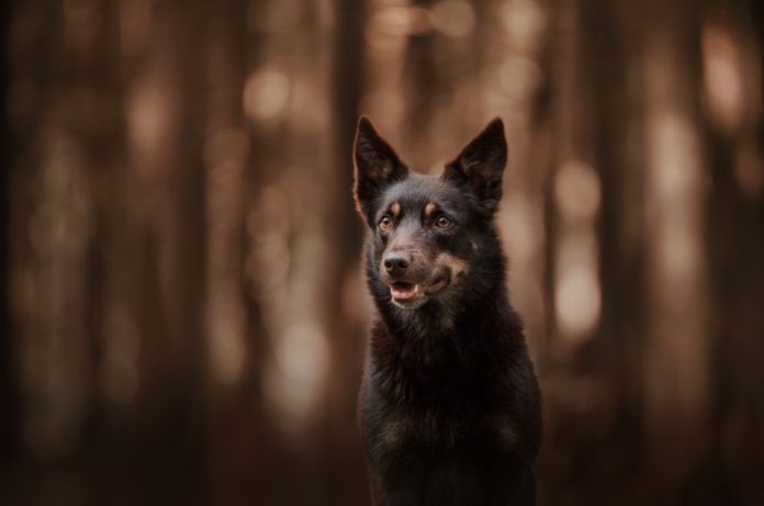Australian Kelpie sheep dog sitting in the forest.