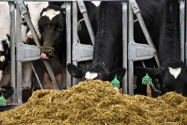 Silage is a form of cattle feed that is freshly cut grass that dries for a day or two, depending on the weather.